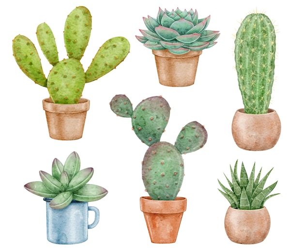 Illustrazione dell'acquerello di cactus e piante grasse dell'acquerello