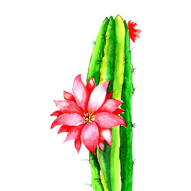 Акварельные цветы кактуса