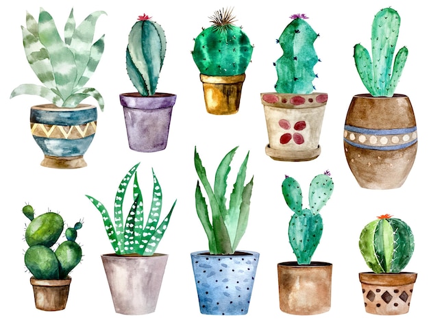 Watercolor cactus and succulent plants in pot watercolor individual flower pot