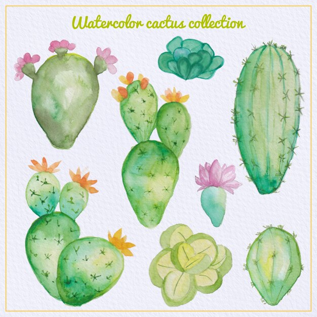 Watercolor cactus and succulent set