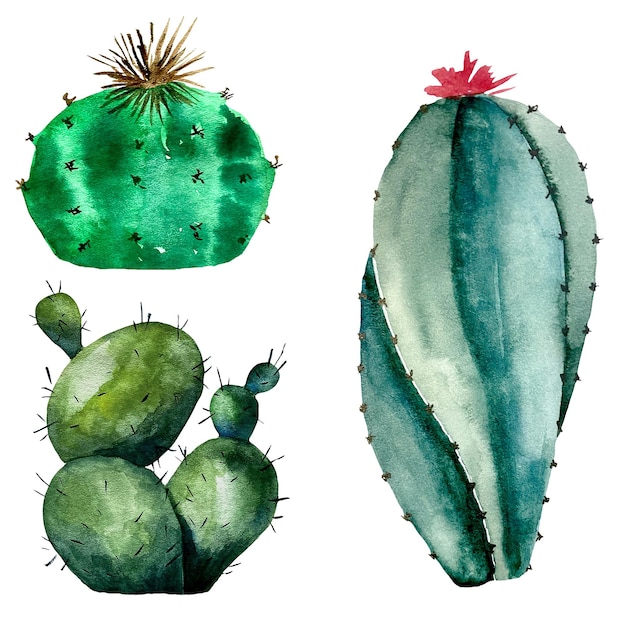 Illustrazione botanica di cactus ad acquerello di piante grasse e cactus