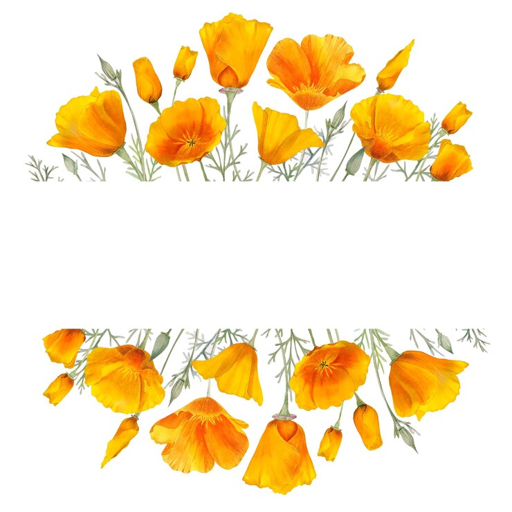 Watercolor california orange poppies frame