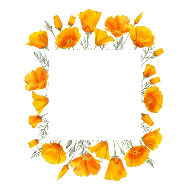 Watercolor california orange poppies frame