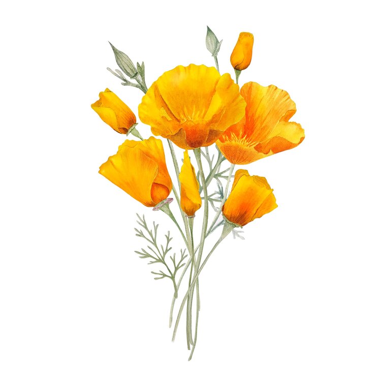 Watercolor california orange poppies isolated