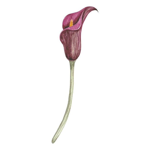 Vector watercolor calla flower in burgundy color