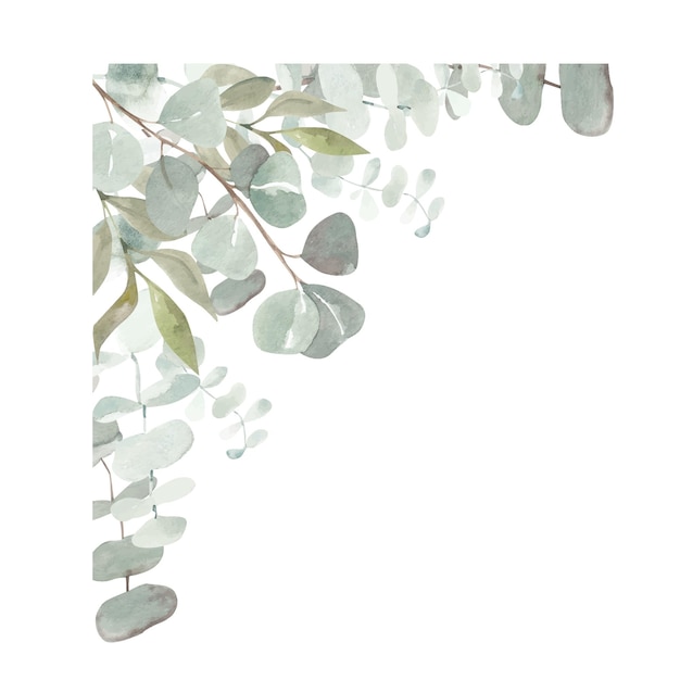 Vettore carta acquerello con ramo di eucalipto cornice floreale dipinta a mano con foglie rotonde di dol d'argento