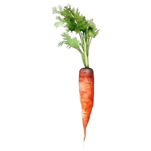 Watercolor Carrot Illustration Handdrawn fresh food design element isolated on a white background