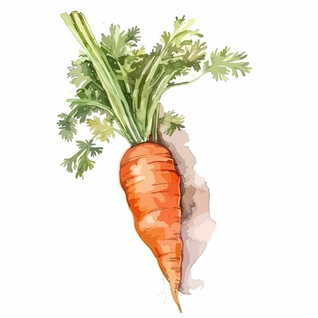 Вектор Овощная морковь с акварелью