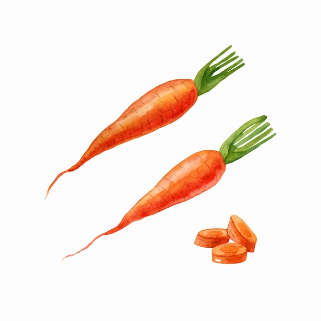 Vector watercolor carrots isolated on white background food illustration handdrawn clipart