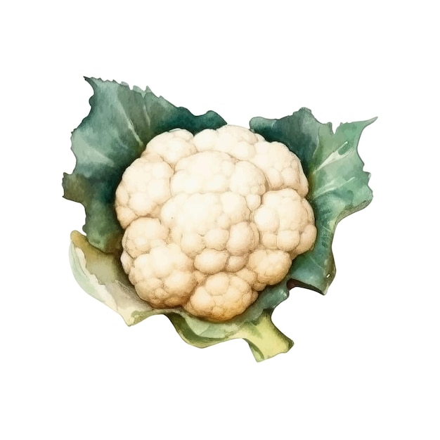 白い背景に分離された水彩カリフラワーのイラスト手描きの生鮮食品デザイン要素