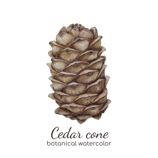 Watercolor cedar cone botanical