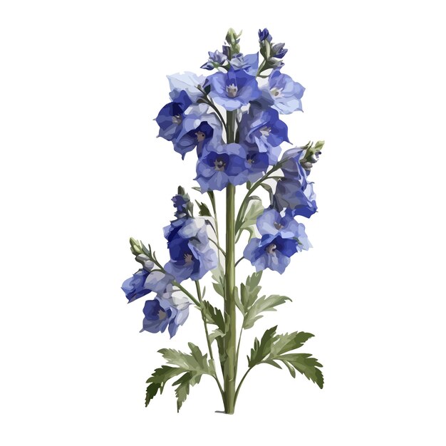 Vector watercolor centurion delphinium clipart editable white background