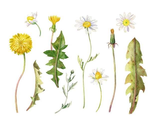 Vector watercolor chamomile and dandelion collection spring flowers set