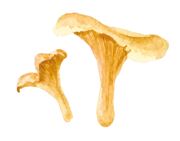 Vettore funghi chanterelle ad acquerello su sfondo bianco illustrazione del cibo dipinta a mano