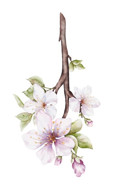 Vector watercolor cherry blossom blooming on the branches