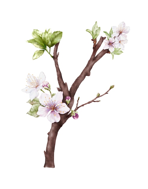 Vector watercolor cherry blossom blooming on the branches