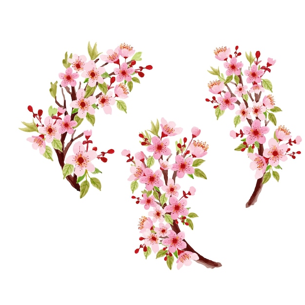 Vector watercolor cherry blossom bouquet