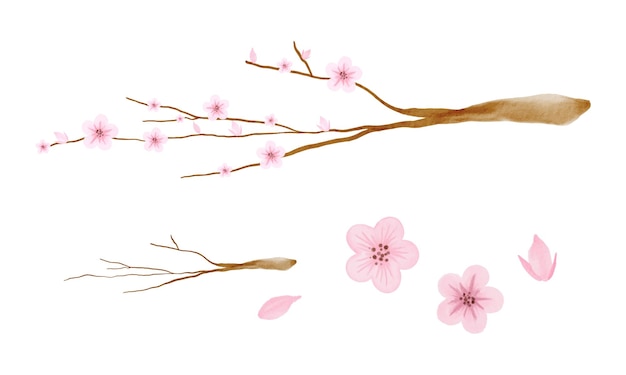 Collezione di elementi di fiori di ciliegio dell'acquerello