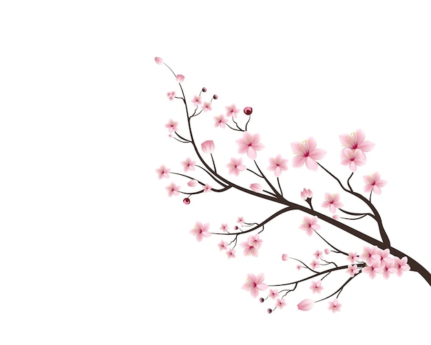 Vector watercolor cherry blossom vector cherry blossom flower blooming vector cherry blossom branch