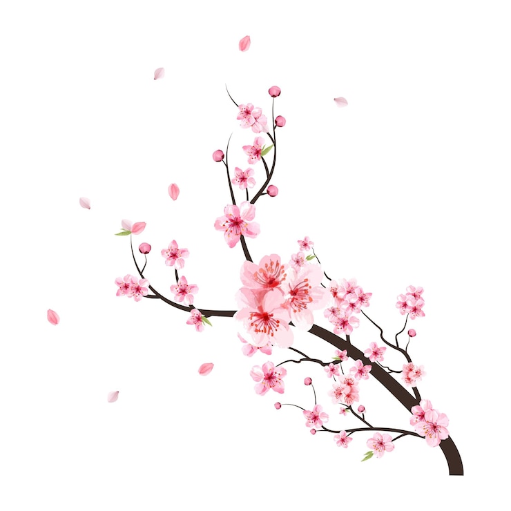 Vector watercolor cherry blossom vector. pink sakura flower background. cherry blossom flower blooming vector. cherry blossom branch with sakura. watercolor cherry bud falling. sakura on white background.