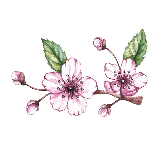 Vector watercolor cherry blossoms