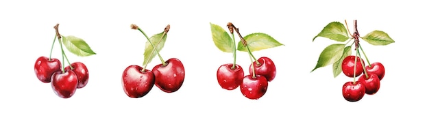 Watercolor cherry drawing set Vector illustration design