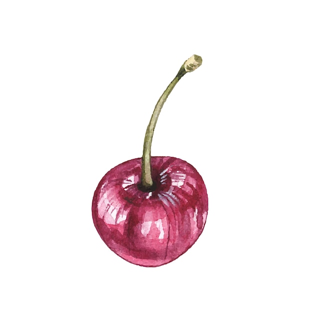 Vector watercolor cherry