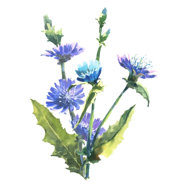 Vector watercolor chicory branch with flowers, known as cichorium, blue daisy, blue dandelion.