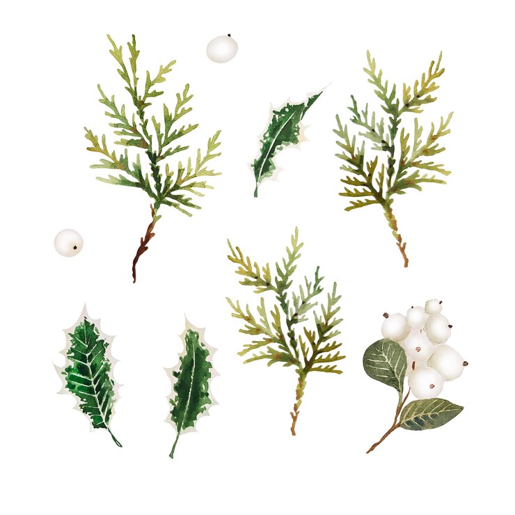 Watercolor christmas branches and snowberry isolated