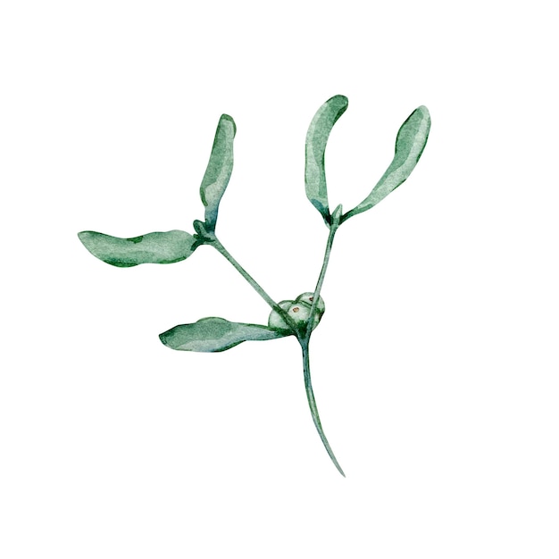 Watercolor Christmas illustration of winter greenery branch, mistletoe, isolated on white background.