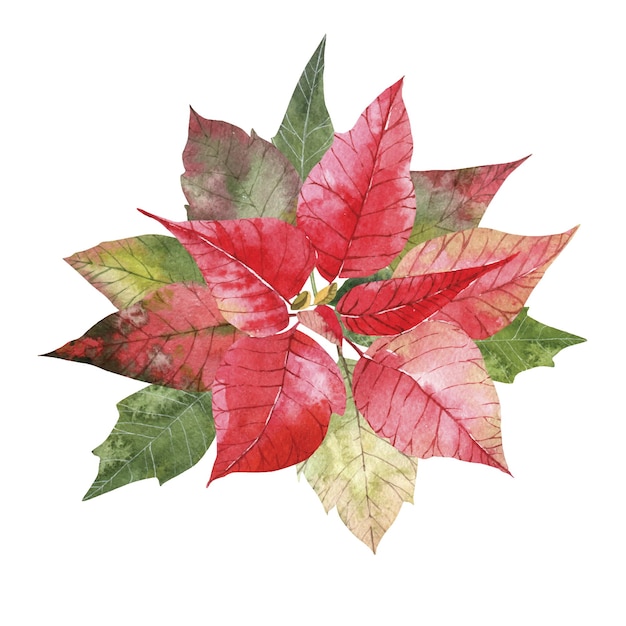 Vettore poinsettia rossa di natale dell'acquerello