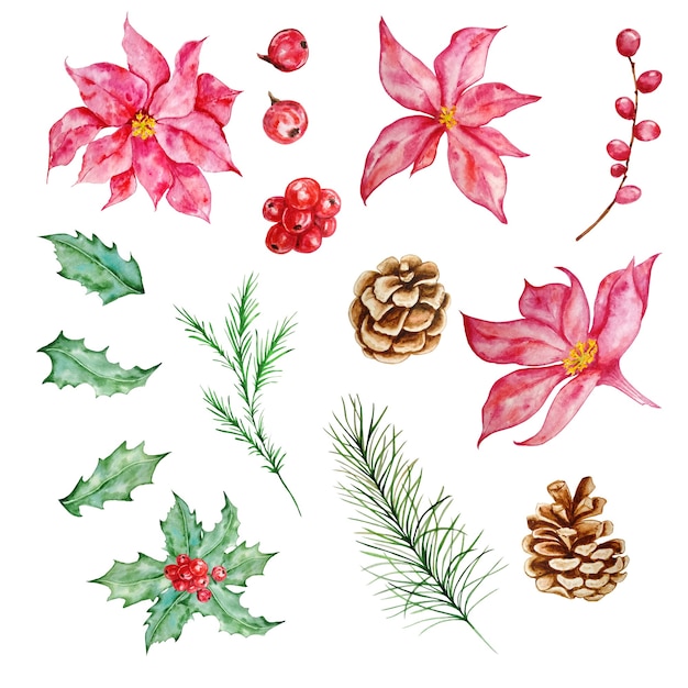 Watercolor Christmas set with fir branches, poinsettia flowers, holly berry and pine cones. Illustration