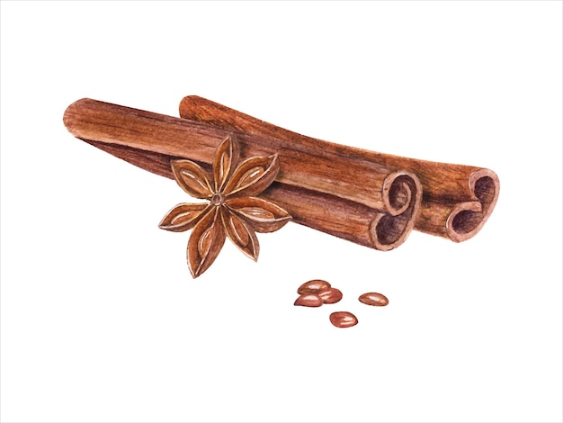 Vector watercolor cinnamon sticks star anise on white cannella badian seed aromatic brown spices