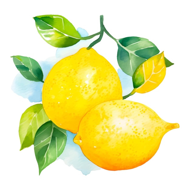 watercolor citron green lemon