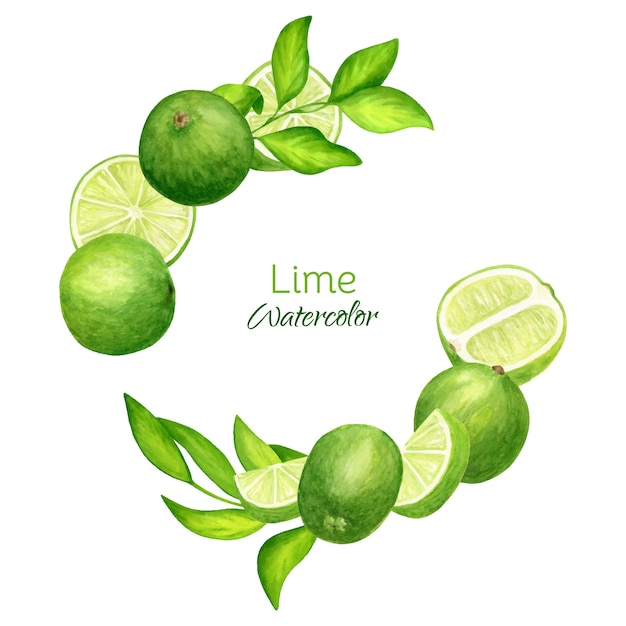 Vector watercolor citrus lime wreath