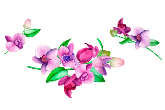 Vettore clipart acquerello orchidee fiori viola foglie verdi
