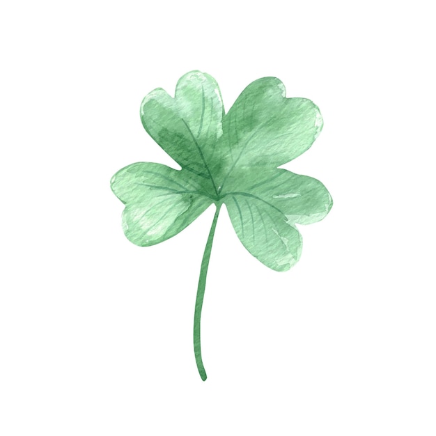 Watercolor clover leaf Isolated on white vector illustration Botanical element