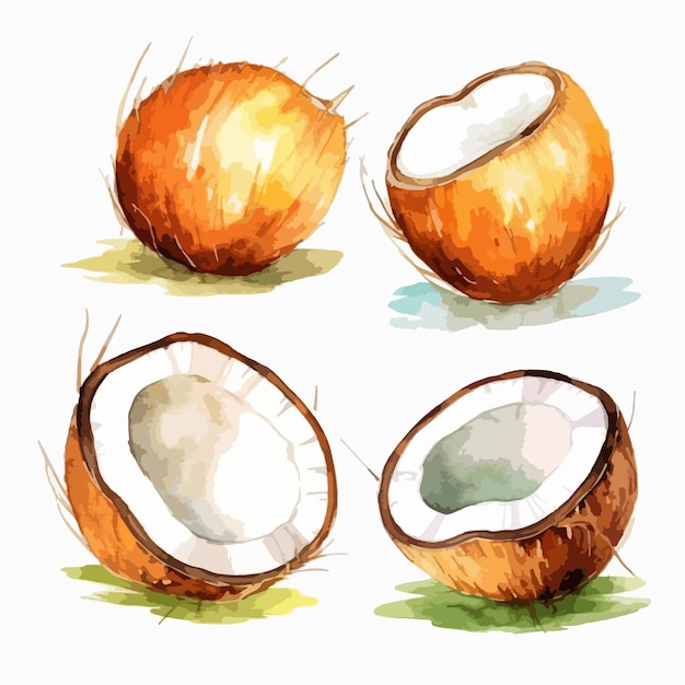 Watercolor coconut illustration