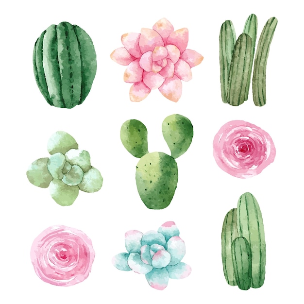 Watercolor collection of cacti succulents flowers