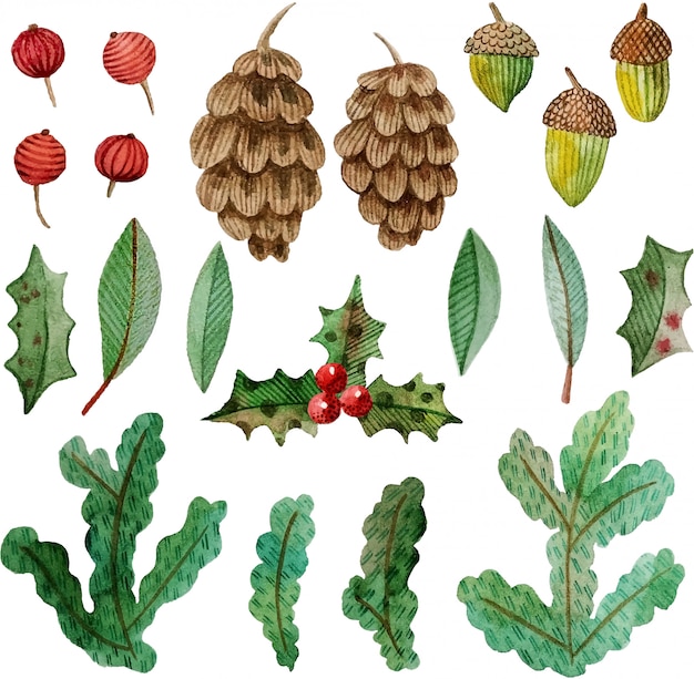 Watercolor collection cones, pine branches, holly, berries, acorns, leaves