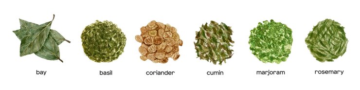 Vector watercolor collection of dry herbs green basil rosemary cumin thyme bay leaves kitchen herbs