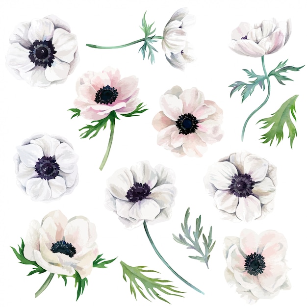 Vector watercolor collection of white anemones, flowers and leaves
