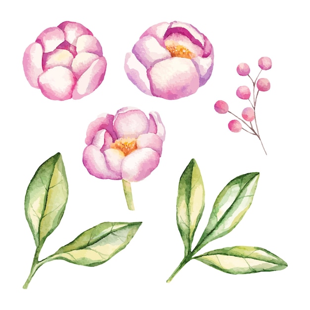 Vector watercolor collection with pink peonies and leaves