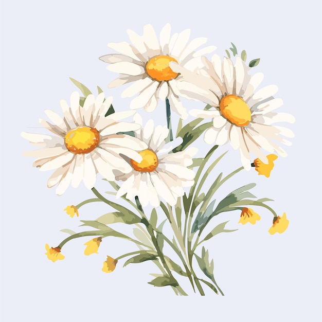 Watercolor color flower daisy