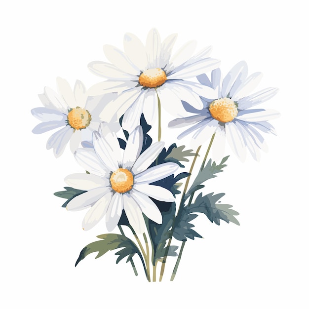 Watercolor color flower daisy