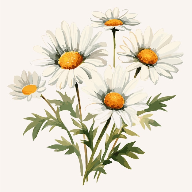 Vector watercolor color flower daisy