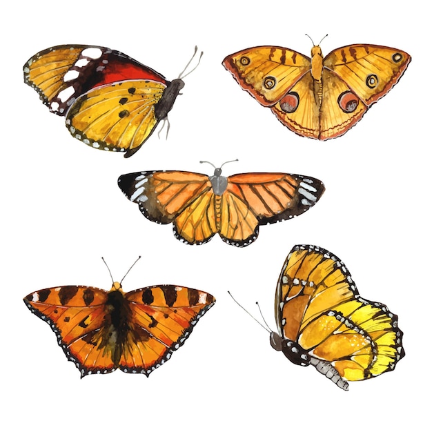 Watercolor colorful butterflies illustration