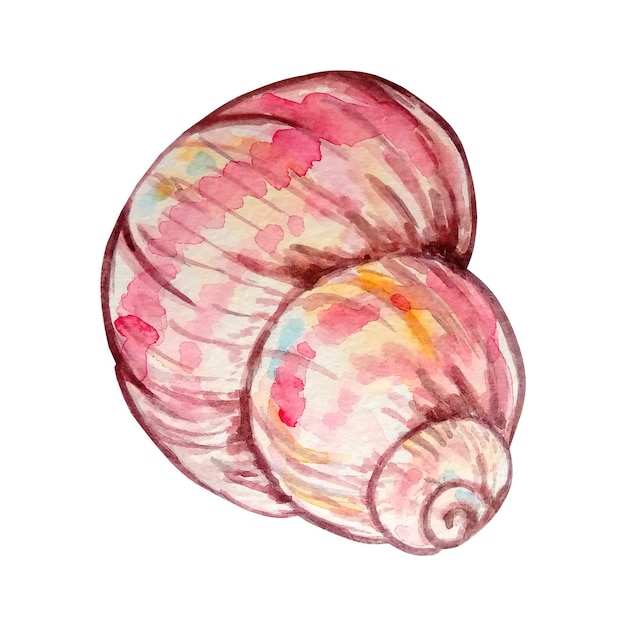 Watercolor colorful seashell hand drawn illustration