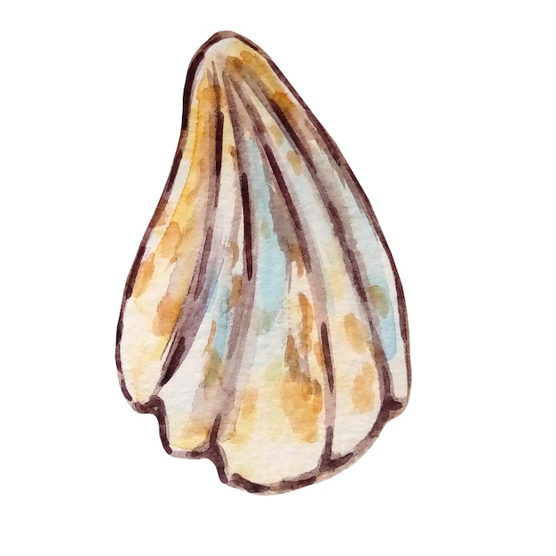 Watercolor colorful seashell hand drawn illustration