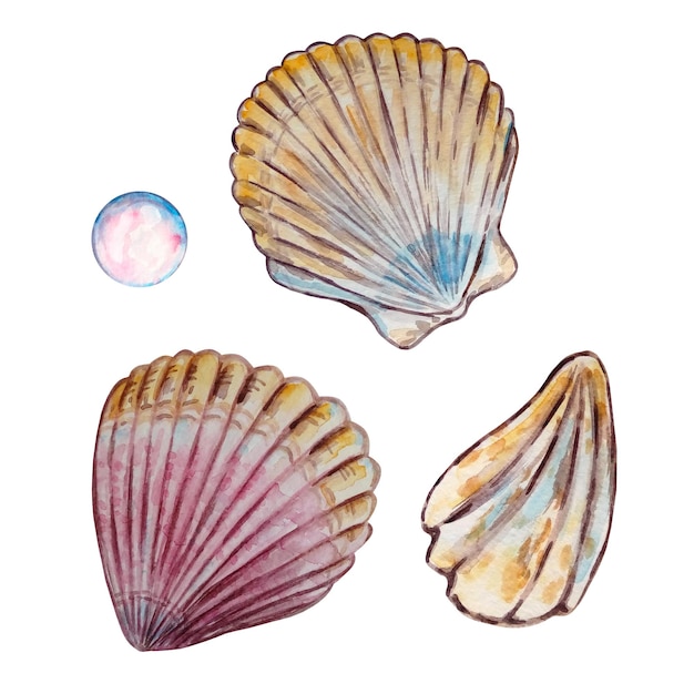 Watercolor colorful seashells hand drawn illustration